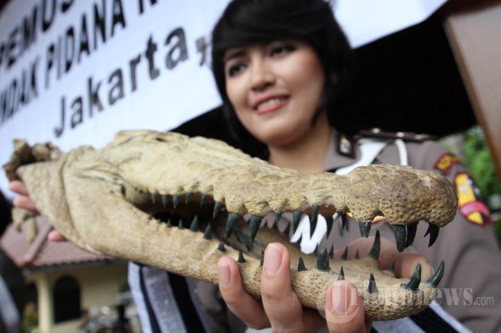 Pemusnahan Kejahatan Sumber Daya Alam