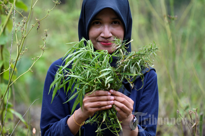 Pemusnahan Tanaman Ganja di Pegunungan Aceh