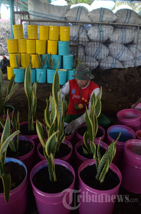 Pengecatan Tong Untuk Pot Tanaman