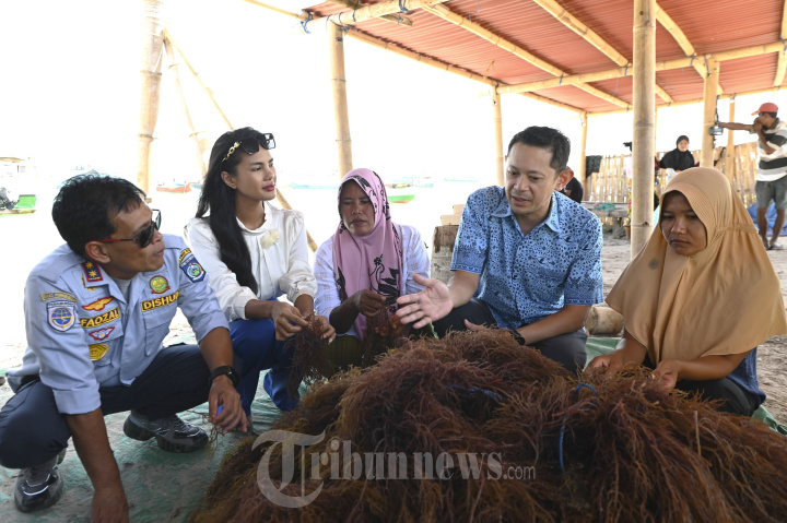 Pengolahan Rumput Laut Sebagai Alternatif Pengganti Plastik