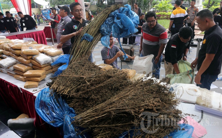 Pengungkapan Kebun Penghasil 1,3 Ton Ganja