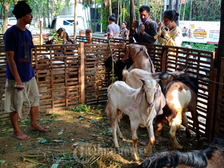 Penjual Hewan Kurban Kambing