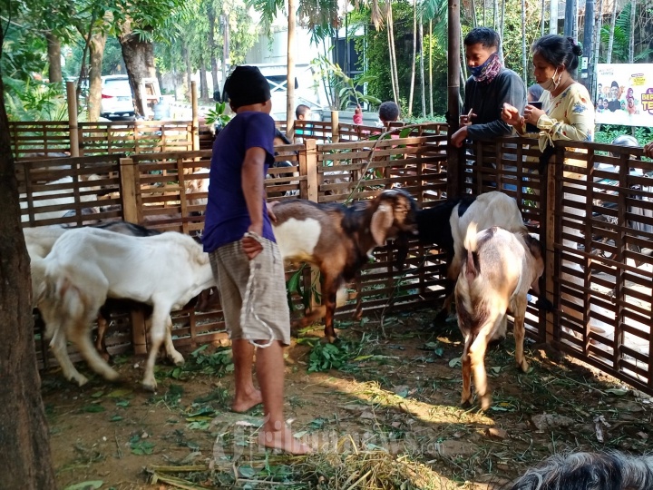 Penjual Hewan Kurban Kambing
