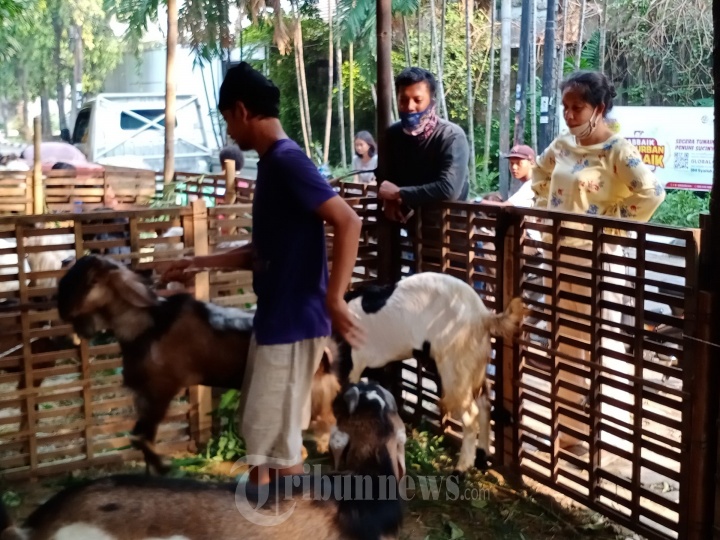 Penjual Hewan Kurban Kambing