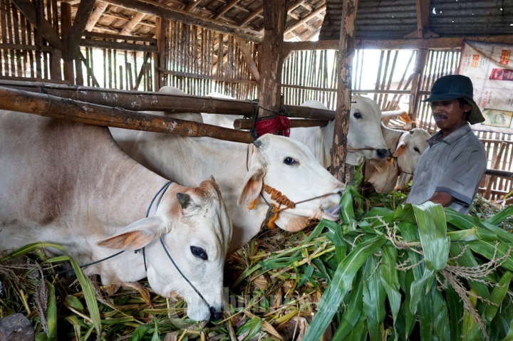 Penjual Hewan Kurban Sapi Kelompok Tani Majumakmur