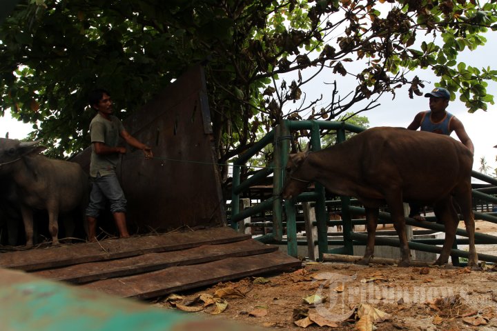 Penjualan Sapi Kurban di Pekanbaru Menurun