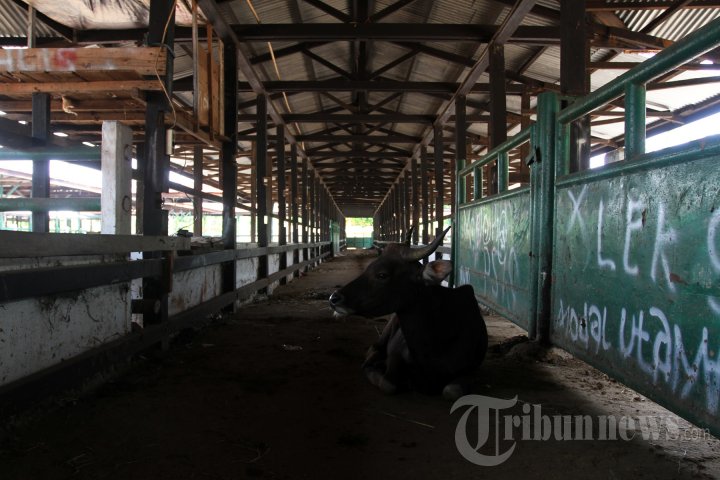 Penjualan Sapi Kurban di Pekanbaru Menurun