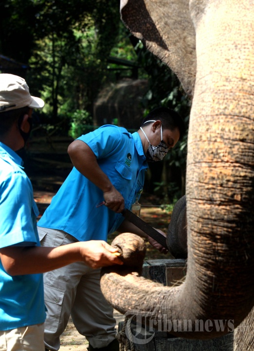 Perawatan Kuku Gajah di Kebun Binatang Bandung