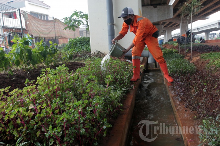 Perawatan Taman Pilar Jati