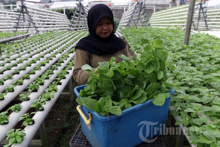 Permintaan Sayur Hidroponik Meningkat Selama Pandemi Covid-19