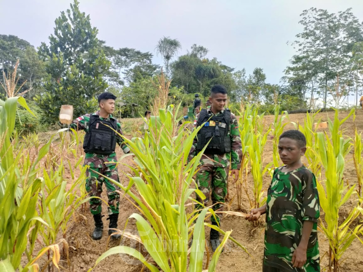 Personel Satgas Yonif 126/KC Bantu Berkebun