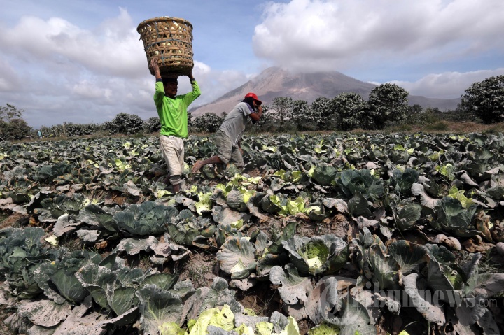 Petani Kembali Beraktivitas Pasca Erupsi Gunung Sinabung