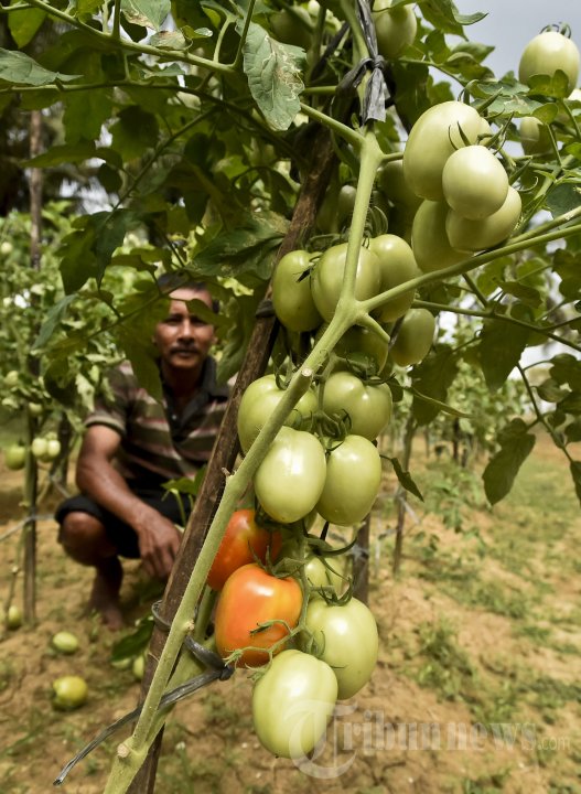 Petani Tomat Aceh Besar