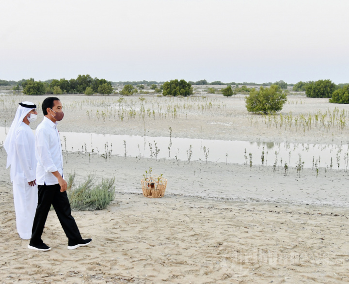 Presiden Joko Widodo Tanam Mangrove di Abu Dhabi