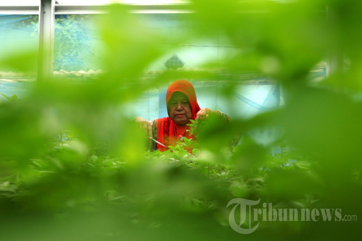 Produksi Teh Herbal UMKM