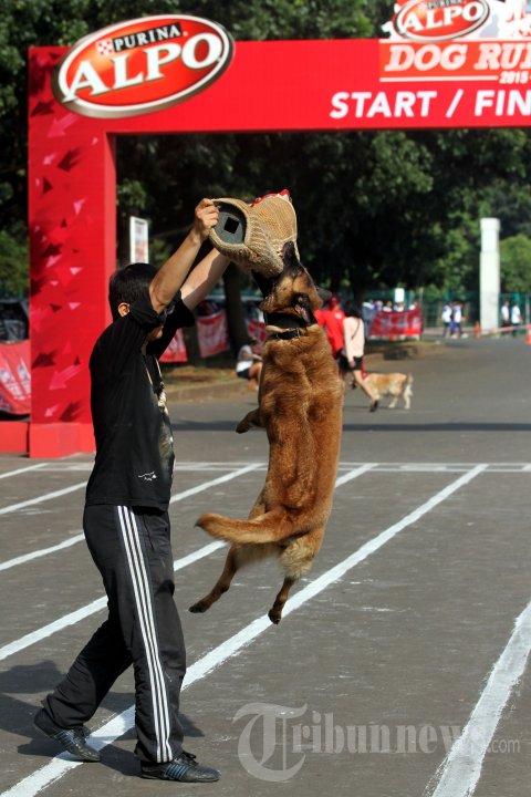 Purina Alpo Dog Run 2015
