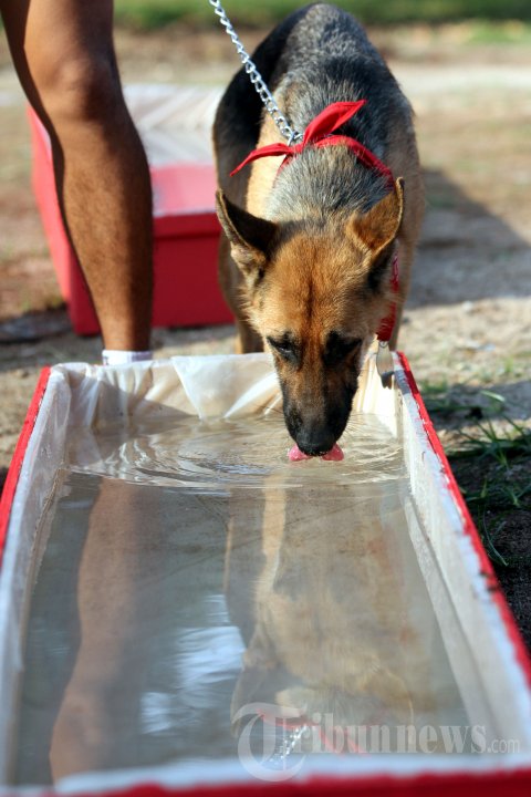 Purina Alpo Dog Run 2015