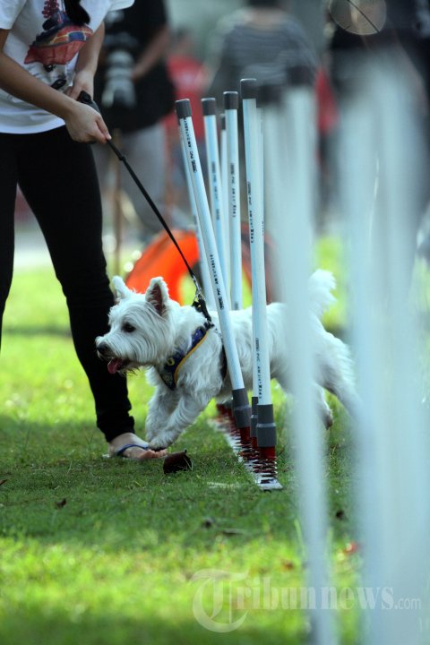 Purina Alpo Dog Run 2015