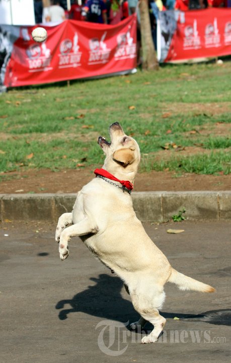 Purina Alpo Dog Run 2015