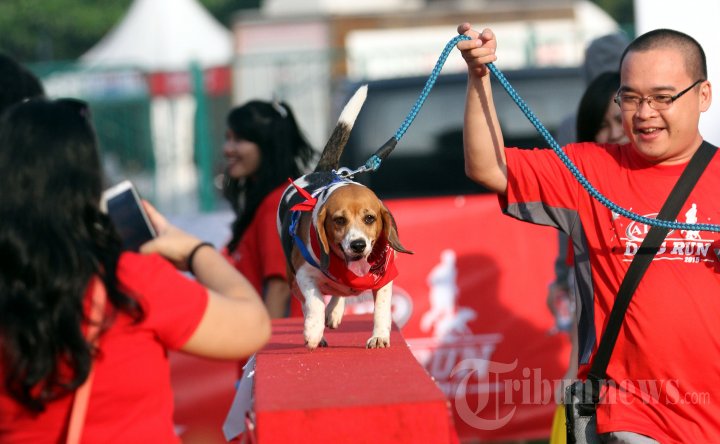 Purina Alpo Dog Run 2015
