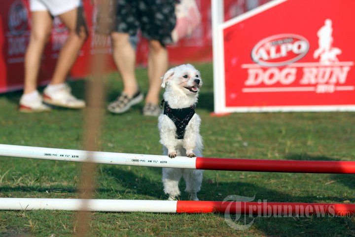 Purina Alpo Dog Run 2015
