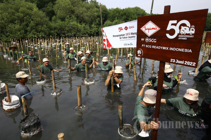 Rayakan HUT Ke-50, Jayamix by SCG Tanam 1.972 Mangrove