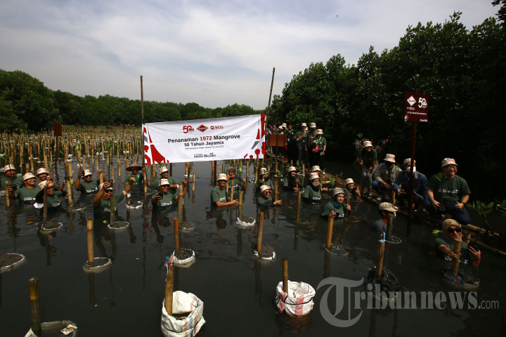 Rayakan HUT Ke-50, Jayamix by SCG Tanam 1.972 Mangrove