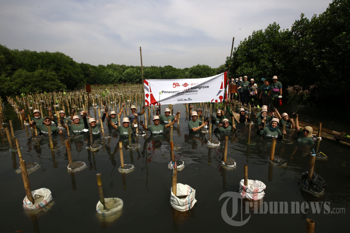 Rayakan HUT Ke-50, Jayamix by SCG Tanam 1.972 Mangrove
