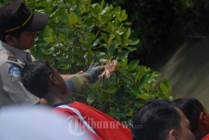 Ribuan Ekor Kepiting Dilepas di Hutan Mangrove Demak