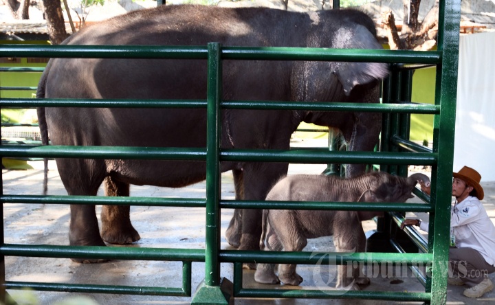 Risma Beri Nama Dumbo pada Bayi Gajah KBS