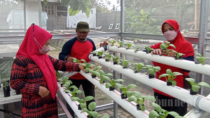 Rumah Pembibitan dan Budi Daya Sayuran Hidroponik