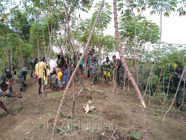 Satgas Yonif 126/KC Panen Singkong Bersama Masyarakat