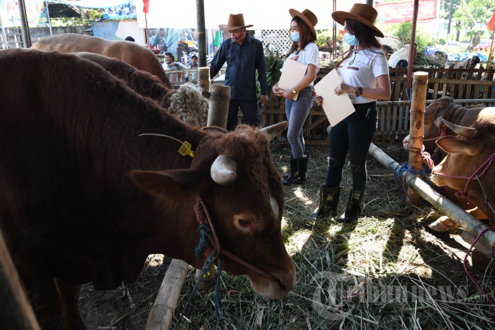 SPG Cantik Layani Pembeli Hewan Kurban di Kandang Sapi Widistia