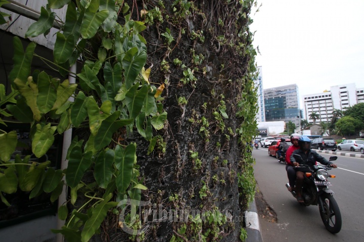 Taman Vertikal Di DKI Tidak Terawat
