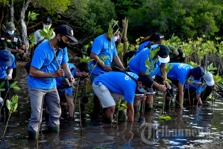 Tanam Bibit Bakau di Hutan Mangrove Buleleng Bali