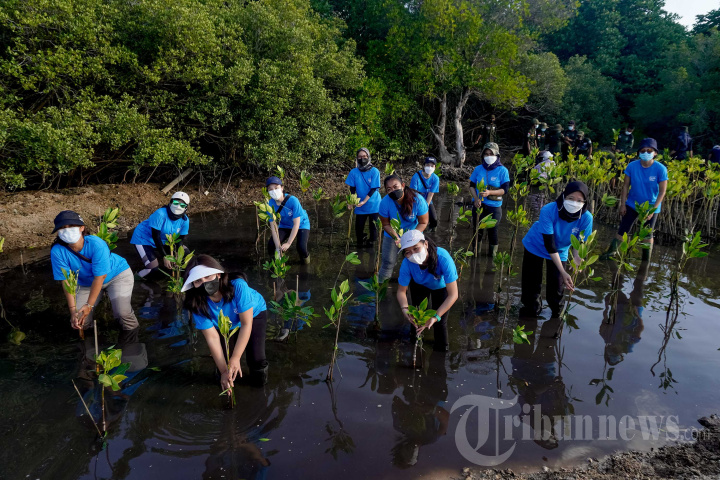 Tanam Bibit Bakau di Hutan Mangrove Buleleng Bali