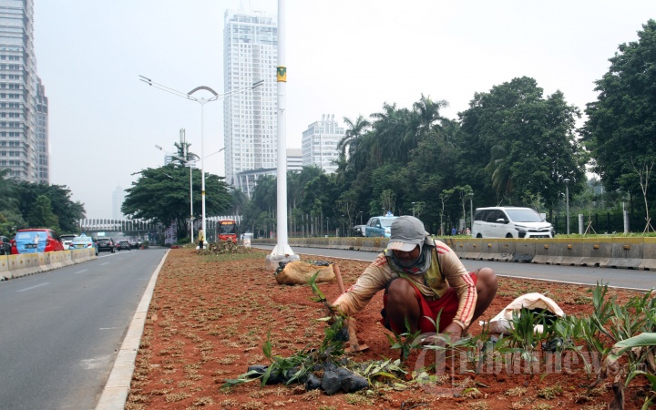 Tanaman Hiasi Jalan di Jakarta