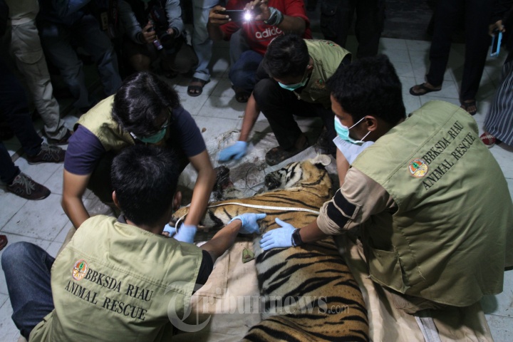 Tim Konservasi Temukan Harimau Sumatra Mati Terjerat Tali Pembur