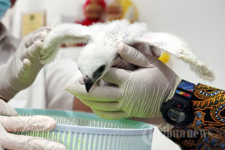 TMII Berhasil Tetaskan Telur Burung Elang Jawa