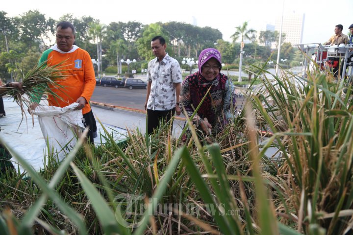 Tri Rismaharini Panen Raya Padi Varietas Membrano