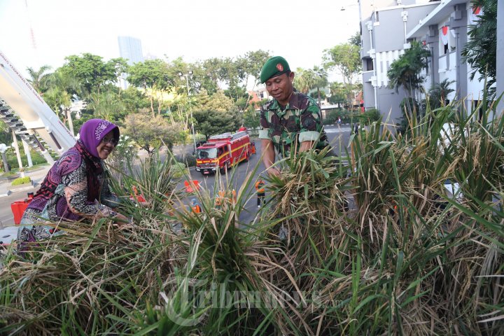 Tri Rismaharini Panen Raya Padi Varietas Membrano