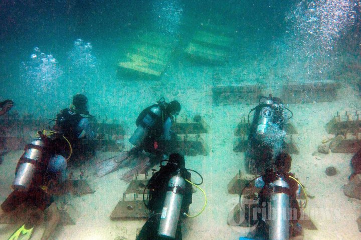 Upacara Penanaman Terumbu Karang di Aceh