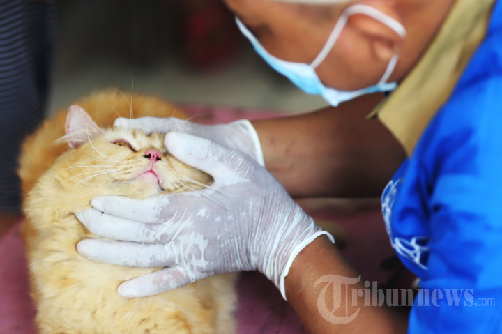 Vaksin Rabies Gratis untuk Warga Cipinang Muara