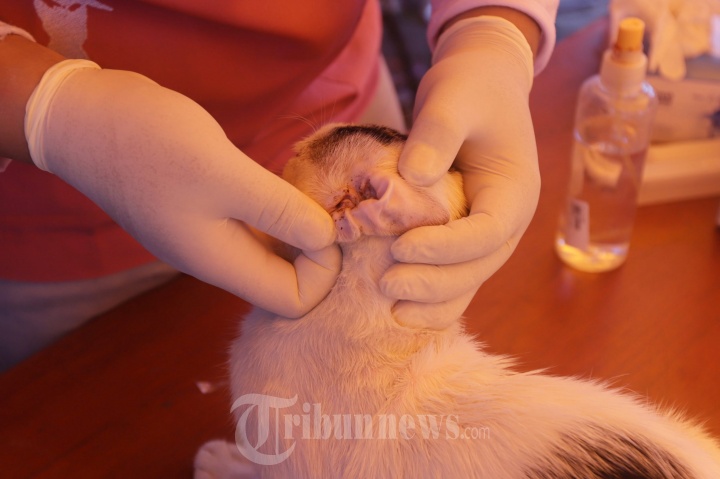 Vaksinasi Rabies Gratis Hewan Peliharaan
