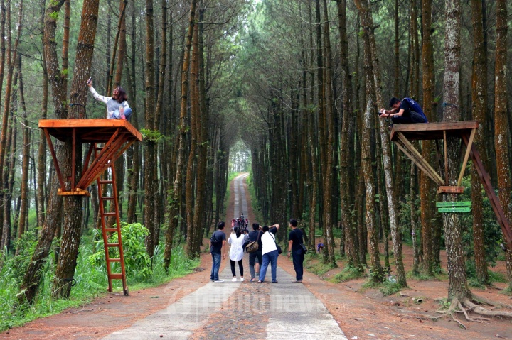Wisatawan Hutan Pinus Kragilan Pakis Magelang