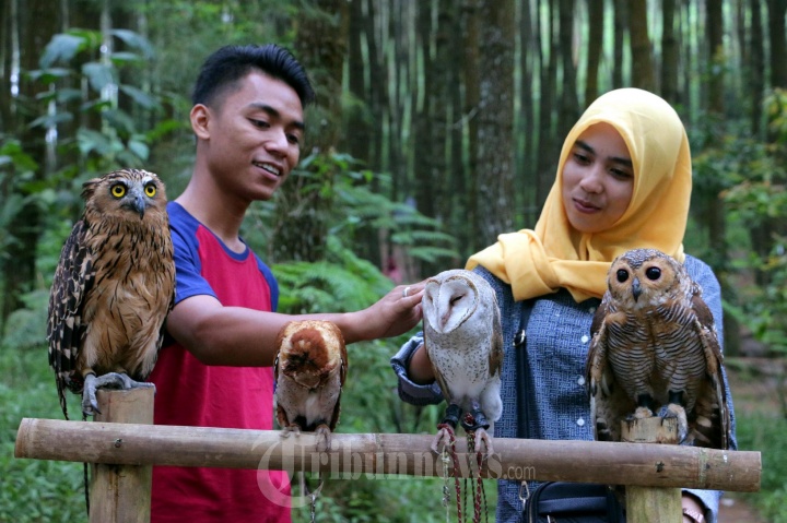 Wisatawan Hutan Pinus Kragilan Pakis Magelang