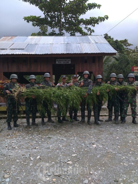 Yonif 406/CK Temukan Ladang Ganja di Papua