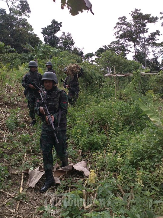Yonif 406/CK Temukan Ladang Ganja di Papua