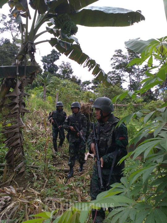 Yonif 406/CK Temukan Ladang Ganja di Papua