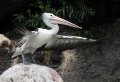 Burung Pelikan atau Undan di Kebun Binatang Ragunan